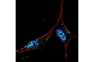 Immunofluorescence (IF) image for anti-Nanog Homeobox (NANOG) (AA 15-49) antibody (ABIN3031942)