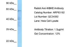 Western Blotting (WB) image for anti-Inhibitor of kappa Light Polypeptide Gene Enhancer in B-Cells, Kinase epsilon (IKBKE) (N-Term) antibody (ABIN2789403) (IKKi/IKKe 抗体  (N-Term))