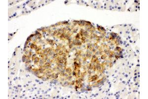 Anti-Annexin IV antibody,  IHC(P) IHC(P): Rat Pancreas Tissue