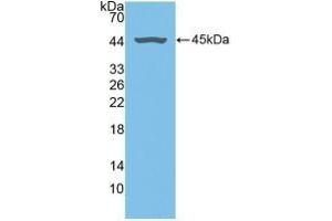 Detection of Recombinant FMOD, Human using Polyclonal Antibody to Fibromodulin (FMOD) (Fibromodulin 抗体  (AA 19-376))