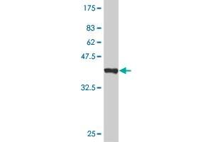 Western Blot detection against Immunogen (37 KDa) . (LHX4 抗体  (AA 291-390))