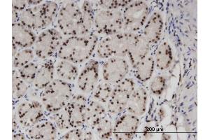 Immunoperoxidase of monoclonal antibody to ZNF256 on formalin-fixed paraffin-embedded human stomach. (ZNF256 抗体  (AA 521-627))
