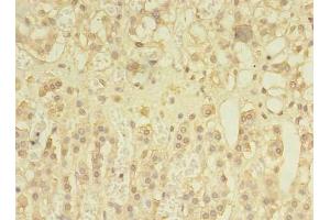 Immunohistochemistry of paraffin-embedded human adrenal gland tissue using ABIN7166148 at dilution of 1:100 (SPRY1 抗体  (AA 1-178))
