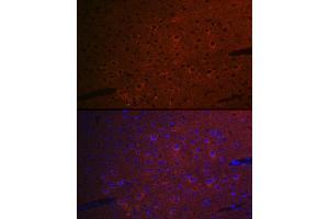 Immunofluorescence analysis of mouse brain cells using CEND1 Rabbit mAb (ABIN7266242) at dilution of 1:100 (40x lens). (CEND1 抗体)