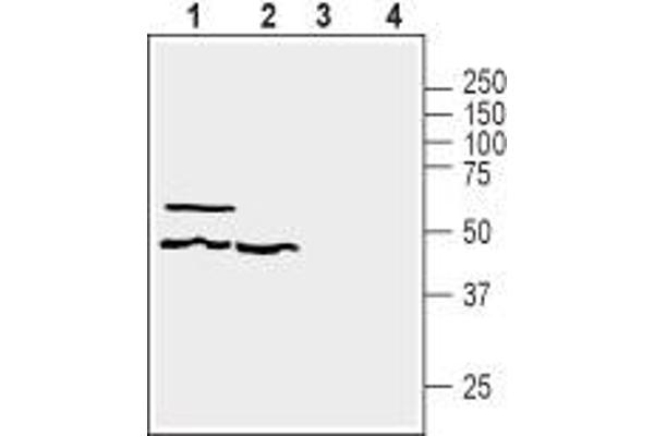 GPR39 抗体  (3rd Extracellular Loop)