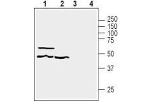 Western blot analysis of human HT-29 colorectal adenocarcinoma (lanes 1 and 3) and human MEG-01 megakaryoblastic leukemia (lanes 2 and 4) cell line lysates: - 1,2 Anti-GPR39 (extracellular) Antibody (ABIN7043159, ABIN7044429 and ABIN7044430), (1:200). (GPR39 抗体  (3rd Extracellular Loop))