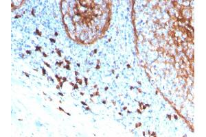 Formalin-fixed, paraffin-embedded human tonsil stained with CD11b Monospecific Mouse Monoclonal Antibody (ITGAM/3339). (CD11b 抗体  (AA 941-1074))