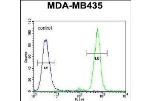 TT1 Antibody (C-term) 10831b flow cytometric analysis of MDA-M cells (right histogram) compared to a negative control cell (left histogram). (TAPT1 抗体  (C-Term))