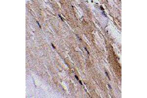 Immunohistochemistry of GBAS in mouse skeletal muscle tissue with GBAS polyclonal antibody  at 2. (GBAS 抗体  (N-Term))
