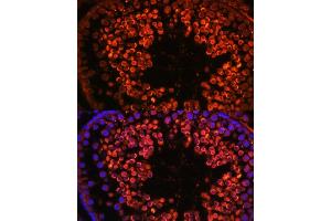 Immunofluorescence analysis of rat testis using UBQLN3 antibody (ABIN7271123) at dilution of 1:100. (Ubiquilin 3 抗体  (AA 306-620))