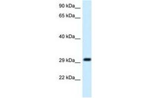 Image no. 1 for anti-Mitochondrial Ribosomal Protein L19 (MRPL19) (C-Term) antibody (ABIN6747692) (MRPL19 抗体  (C-Term))