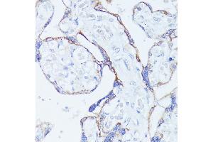 Immunohistochemistry of paraffin-embedded human placenta using CNTN1 antibody (ABIN7266492) at dilution of 1:100 (40x lens). (Contactin 1 抗体  (AA 250-350))