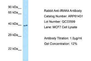 Western Blotting (WB) image for anti-Interleukin-1 Receptor-Associated Kinase 4 (IRAK4) (C-Term) antibody (ABIN2788803) (IRAK4 抗体  (C-Term))
