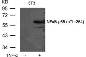 Western blot analysis of extracts from 3T3 cells untreated or treated with TNF-a using NFkB-p65(Phospho-Thr254) Antibody. (NF-kB p65 抗体  (pThr254))