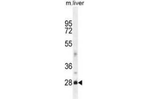 Western blot analysis in mouse liver tissue lysates (35ug/lane) using DNAJB8  Antibody (N-term). (DNAJB8 抗体  (N-Term))