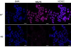 anti-Cofactor of BRCA1 (COBRA1) antibody