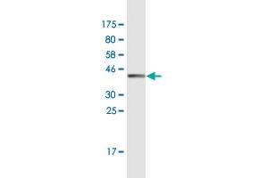 Western Blotting (WB) image for anti-SMAD, Mothers Against DPP Homolog 3 (SMAD3) (AA 120-221) antibody (ABIN948095)