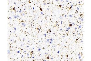 Immunohistochemistry analysis of paraffin-embedded mouse brain using AIF1 Monoclonal Antibody at dilution of 1:400. (Iba1 抗体)