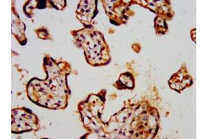IHC image of ABIN7163932 diluted at 1:300 and staining in paraffin-embedded human placenta tissue performed on a Leica BondTM system. (KCNK3 抗体  (AA 278-379))