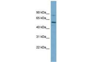 Image no. 1 for anti-Syntrophin, gamma 1 (SNTG1) (AA 215-264) antibody (ABIN6744162) (Syntrophin gamma 1 抗体  (AA 215-264))