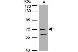 Western blot analysis of 30 ug of whole cell lysate (A:HeLa S3) using a 7.