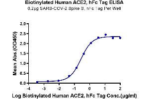 ELISA image for Angiotensin I Converting Enzyme 2 (ACE2) (AA 18-740) protein (Fc-Avi Tag,Biotin) (ABIN7273795)