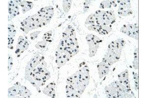 Image no. 3 for anti-RNA Binding Motif Protein 22 (RBM22) (AA 301-350) antibody (ABIN6736326) (RBM22 抗体  (AA 301-350))