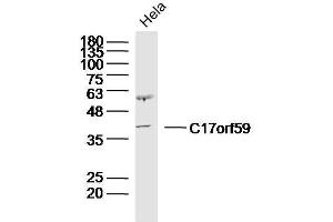 HeLa Cell lysates probed with C17orf59 Polyclonal Antibody, unconjugated  at 1:300 overnight at 4°C followed by a conjugated secondary antibody for 60 minutes at 37°C. (C17orf59 抗体)