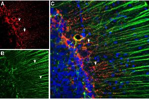 Multiplex staining of Connexin-43 and GFAP in rat cerebellum. (GFAP 抗体  (Intracellular))