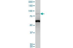 PCAF monoclonal antibody (M05), clone 5E8 Western Blot analysis of PCAF expression in Hela S3 NE . (KAT2B 抗体  (AA 353-452))