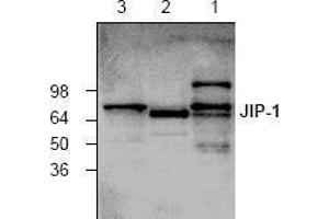 Image no. 1 for anti-Mitogen-Activated Protein Kinase 8 Interacting Protein 1 (MAPK8IP1) antibody (ABIN127294) (MAPK8IP1 抗体)