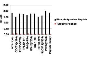 ELISA analysis of various phosphotyrosine peptides and corresponding non-phosphorylated peptides with Phosphotyrosine monoclonal antibody, clone E10 . (Phosphotyrosine 抗体)