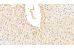 Detection of CYP2E1 in Mouse Liver Tissue using Polyclonal Antibody to Cytochrome P450 2E1 (CYP2E1) (CYP2E1 抗体  (AA 34-273))