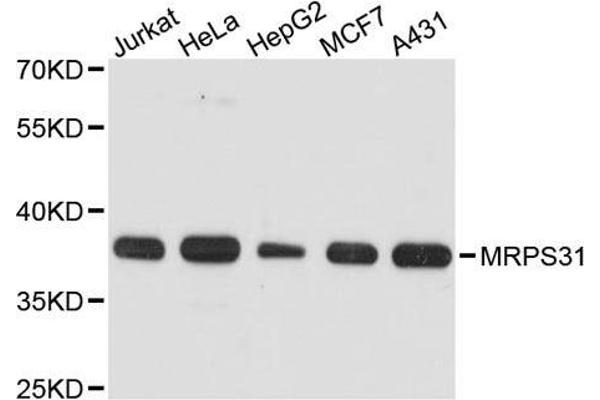 MRPS31 抗体  (AA 66-395)