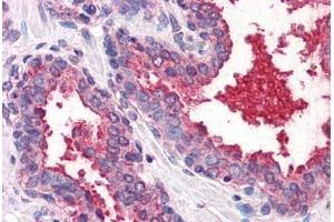 Anti-CD26 antibody  ABIN960766 IHC staining of human prostate. (DPP4 抗体  (Internal Region))
