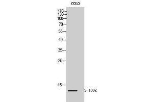 Western Blotting (WB) image for anti-S100 Calcium Binding Protein Z (S100Z) (N-Term) antibody (ABIN3186867) (S100Z 抗体  (N-Term))
