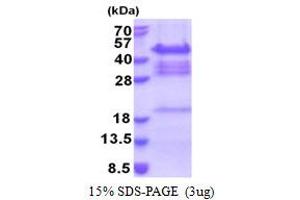 SDS-PAGE (SDS) image for Protein Quaking (QKI) (AA 1-341) protein (His tag) (ABIN5853304) (QKI Protein (AA 1-341) (His tag))