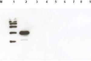 Western blot using anti-Yeast ULP-1 antibody was used to confirm the specificity of the antibody. (ULP1 抗体)