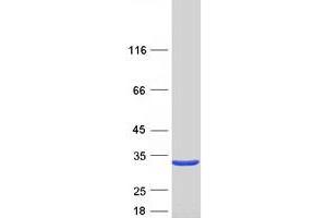 Western Blotting (WB) image for D-Tyrosyl-tRNA Deacylase 1 Homolog (S. Cerevisiae) (DTD1) protein (Myc-DYKDDDDK Tag) (ABIN2719775)
