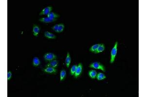 Immunofluorescent analysis of HepG2 cells using ABIN7159332 at dilution of 1:100 and Alexa Fluor 488-congugated AffiniPure Goat Anti-Rabbit IgG(H+L) (PAQR7 抗体  (AA 1-72))