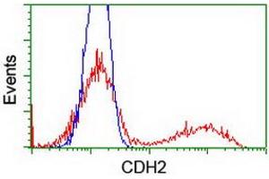 Flow Cytometry (FACS) image for anti-Cadherin 2 (CDH2) antibody (ABIN1499626) (N-Cadherin 抗体)