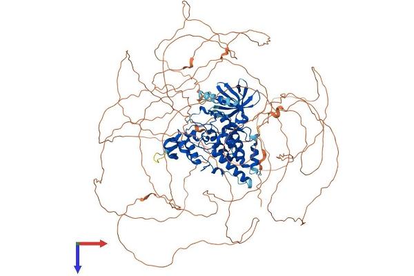 HIPK1 Protein (AA 1-1210) (His tag)