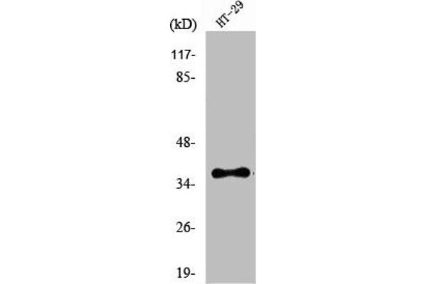 OR51B2 抗体  (Internal Region)