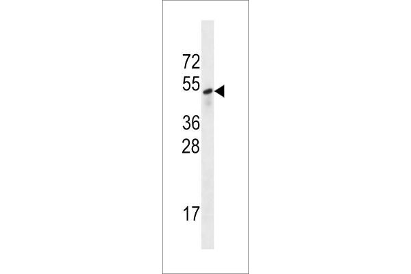 SESN3 anticorps  (AA 320-347)