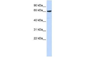 Western Blotting (WB) image for anti-Early B-Cell Factor 4 (EBF4) antibody (ABIN2457990)