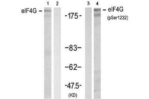 Western blot analysis of extracts from 293 cell using eIF4G (Ab-1232) Antibody (E021514, Lane 1 and 2) and eIF4G (phospho-Ser1232) antibody (E011514, Lane 3 and 4). (EIF4G1 抗体  (pSer1232))