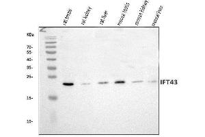 Western blot analysis of IFT43 using anti-IFT43 antibody (ABIN7599083). (IFT43 抗体  (AA 1-208))