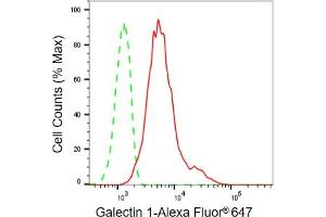 Flow cytometric analysis of Galectin 1 expression in C2C12 cells using Galectin 1 antibody (ABIN7799242), 1:2,000). (Recombinant LGALS1/Galectin 1 抗体)