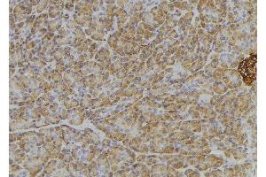 ABIN6276405 at 1/100 staining Human pancreas tissue by IHC-P. (ITGA4 抗体  (C-Term))