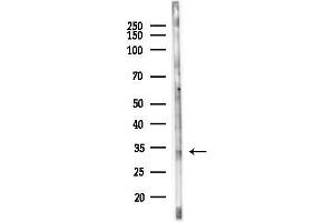 anti-V-Set and Immunoglobulin Domain Containing 2 (VSIG2) (Internal Region) antibody